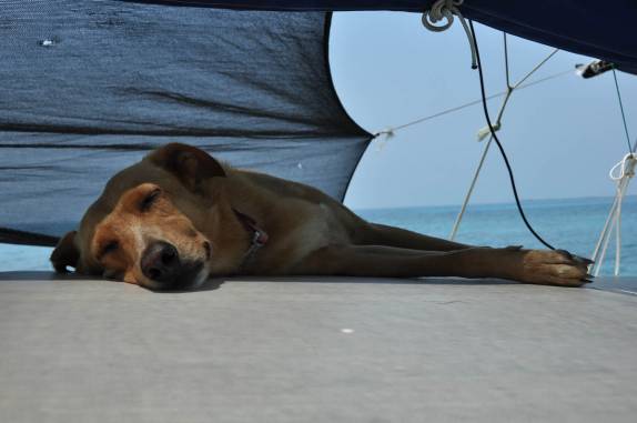 Vida difícil para o Chimi, a bordo do nosso veleiro na grande barreira de corais, em Belize
